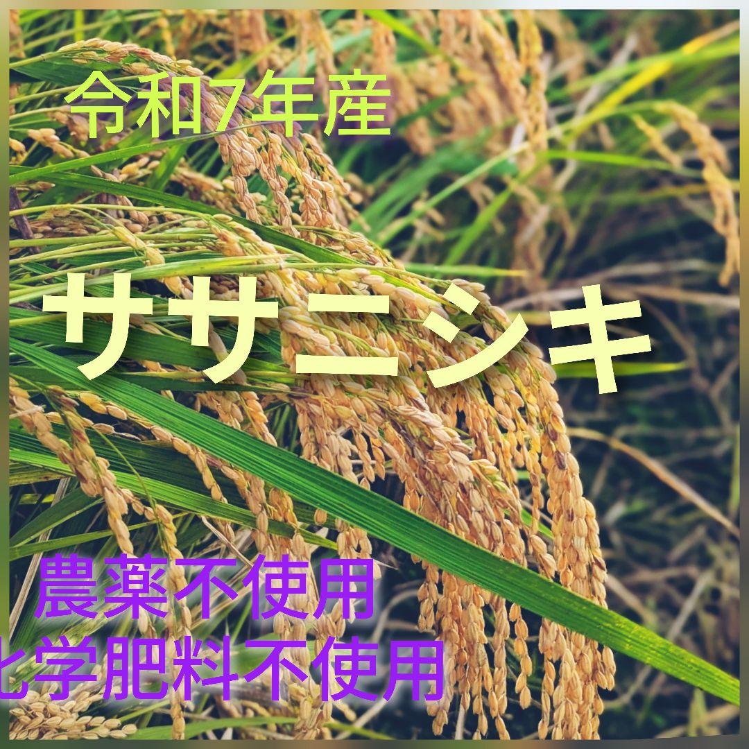 ササニシキ 玄米24kg 令和7年産 農薬不使用化学肥料不使用