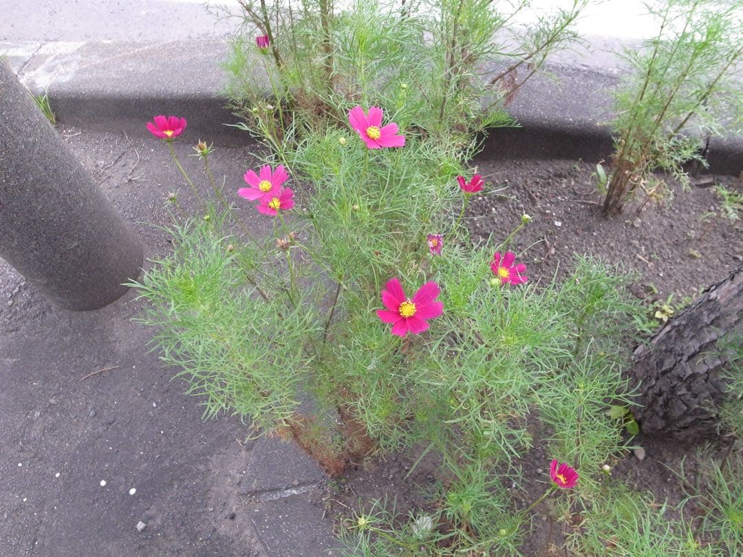 デジタルカメラ RCIOH GR DIGITAL 3