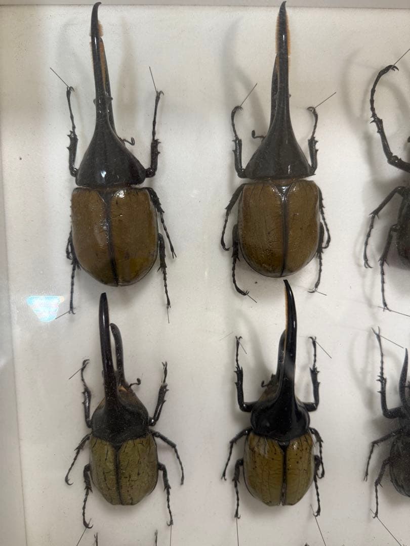 X*A様 ドイツ箱 カブトムシ標本