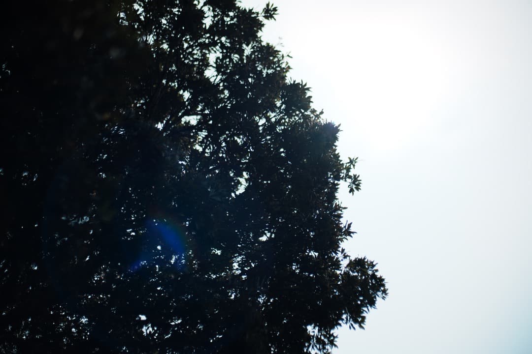 【整備済】Carl Zeiss Planar 50mm F1.4 MMJ 417