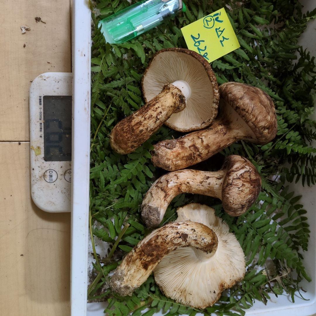 和歌山松茸 新鮮朝市　込み込み　262㌘