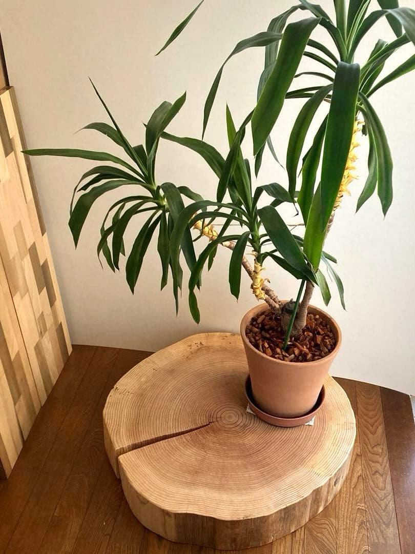 【tak】 【特大67cm】 一枚板　ナチュラルウッド ハンドメイド29