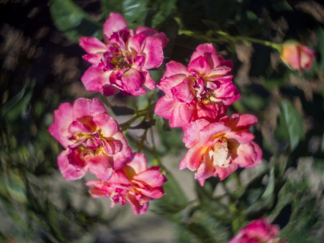 ズノー　ZUNOW-ELMO　13mm/f1.1 Dマウントシネレンズ:作例あり