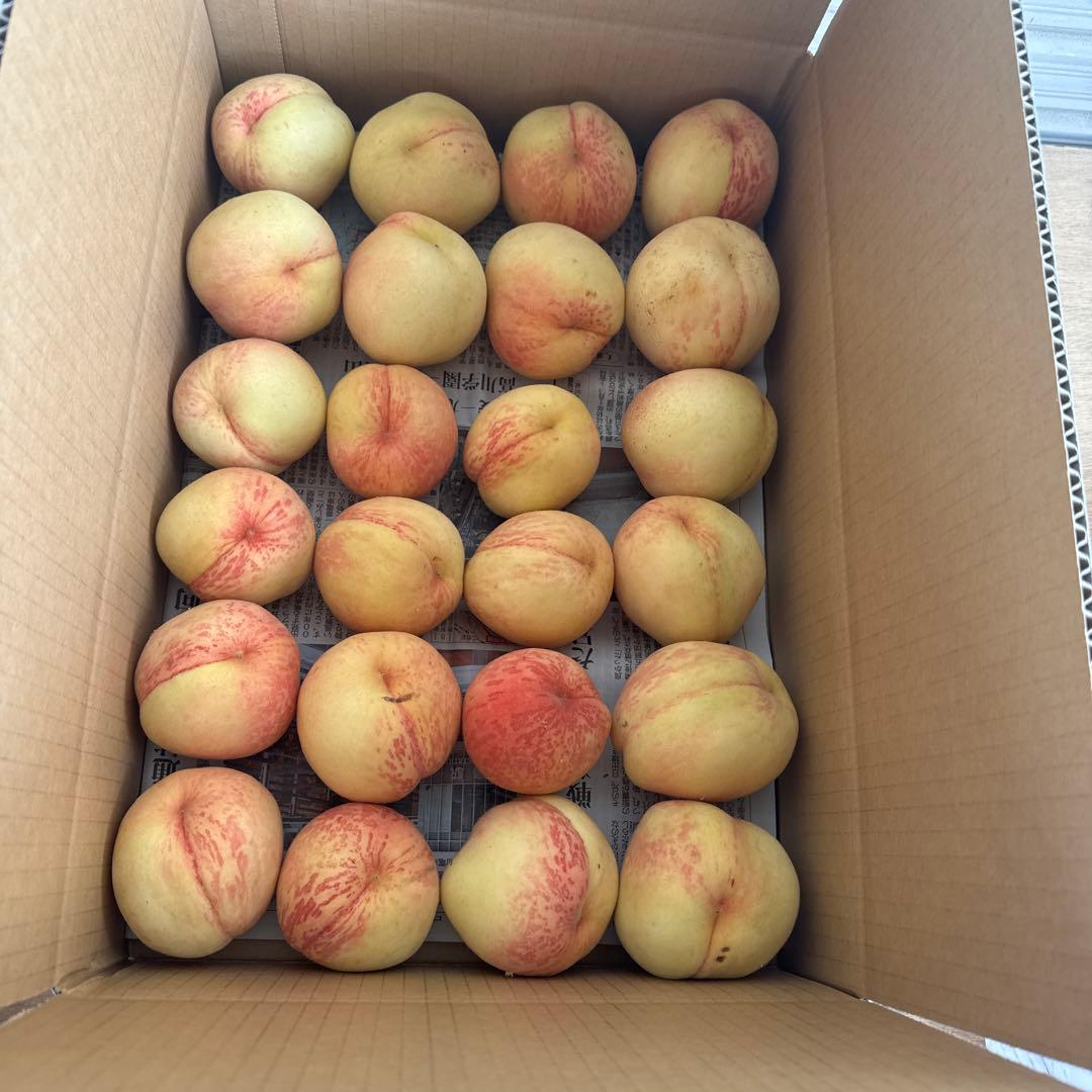 加工用　ほとんど小さい桃