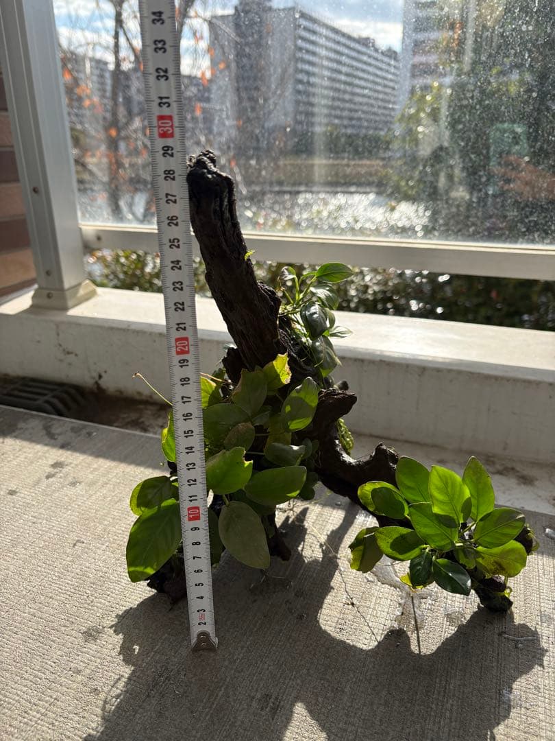 オザヤン⭐︎水槽用流木とアヌビアス　観葉植物のセット