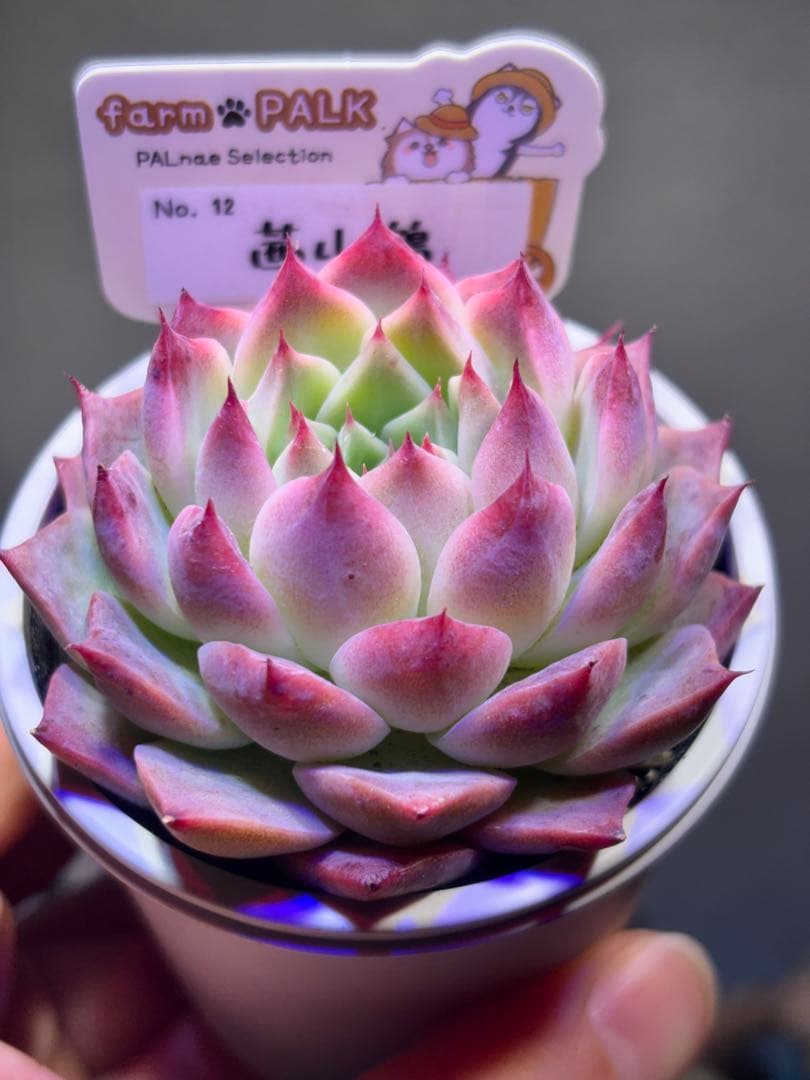 チリピンキー　茜小鶴　ファームパルク苗　札付きポットごと