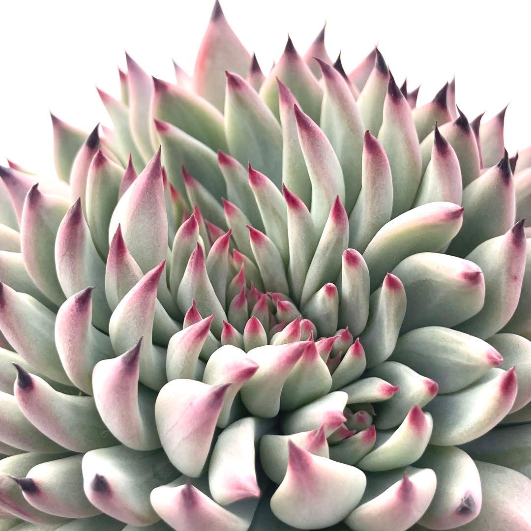 【激レア綴化苗】ミックスベリア 紫紺の矢 多肉植物 おらいさん 自家繁殖苗