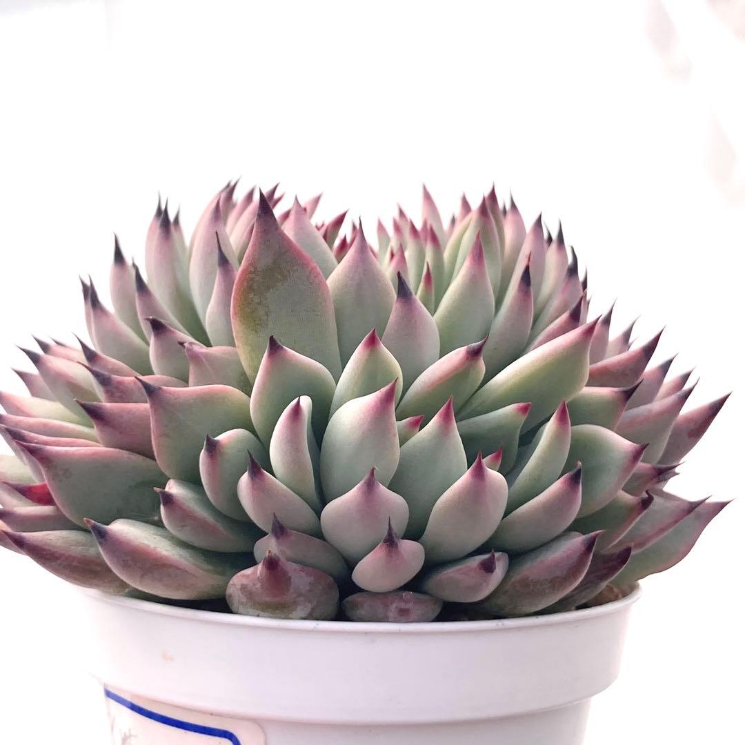 【激レア綴化苗】ミックスベリア 紫紺の矢 多肉植物 おらいさん 自家繁殖苗