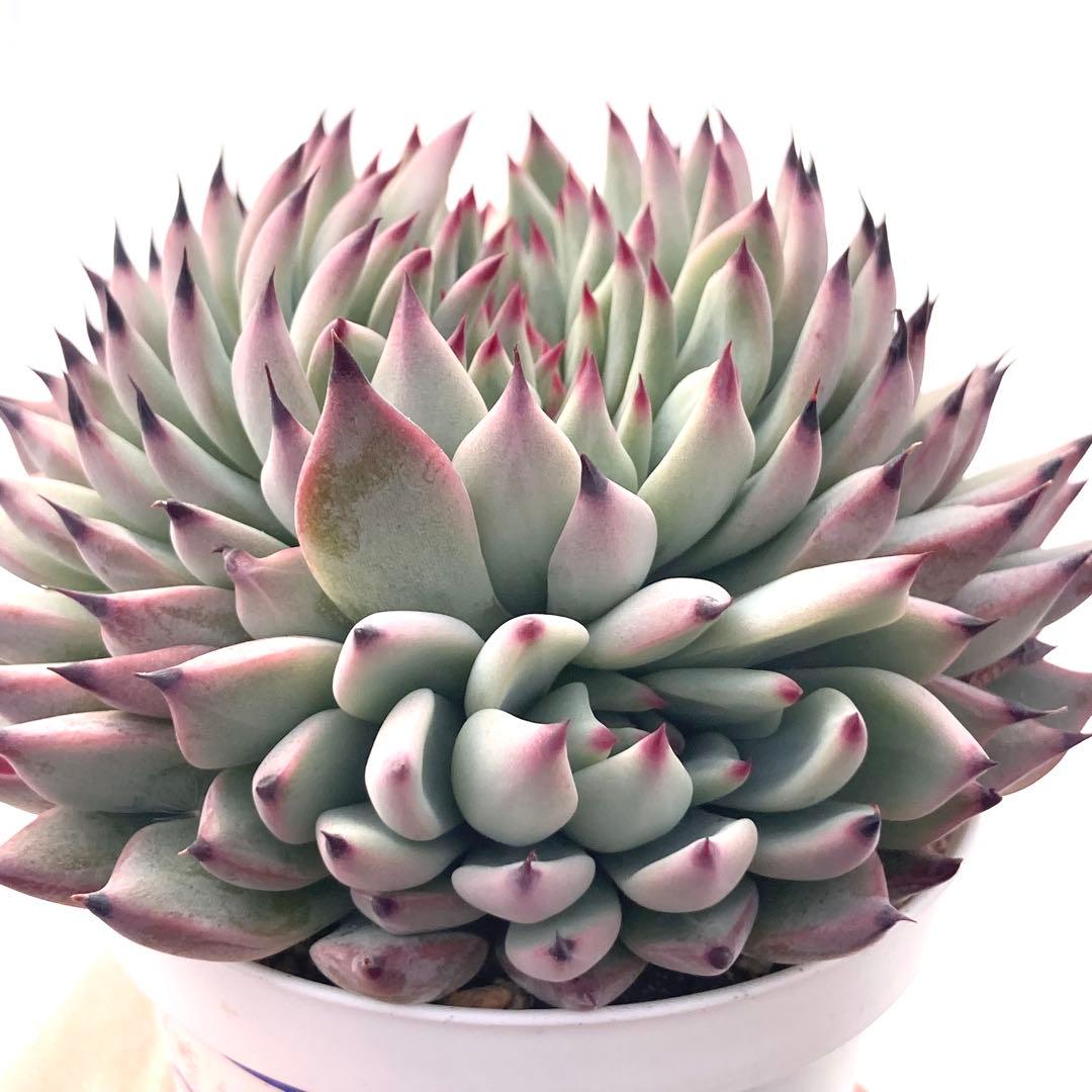 【激レア綴化苗】ミックスベリア 紫紺の矢 多肉植物 おらいさん 自家繁殖苗