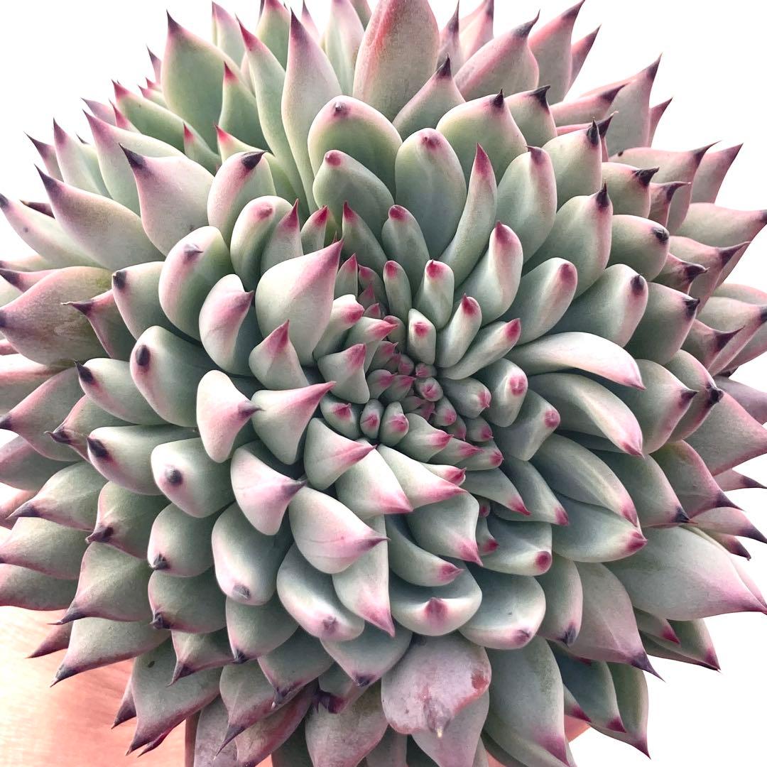 【激レア綴化苗】ミックスベリア 紫紺の矢 多肉植物 おらいさん 自家繁殖苗