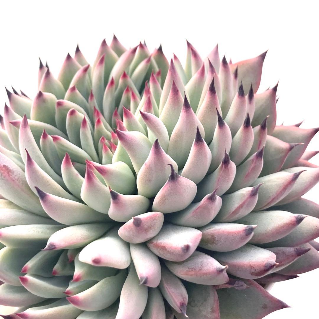 【激レア綴化苗】ミックスベリア 紫紺の矢 多肉植物 おらいさん 自家繁殖苗