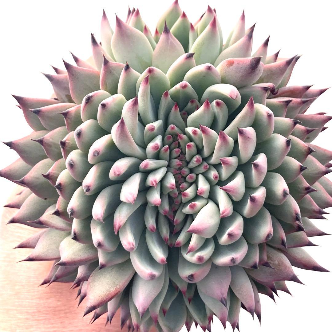 【激レア綴化苗】ミックスベリア 紫紺の矢 多肉植物 おらいさん 自家繁殖苗