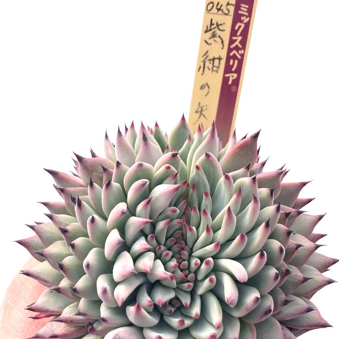 【激レア綴化苗】ミックスベリア 紫紺の矢 多肉植物 おらいさん 自家繁殖苗