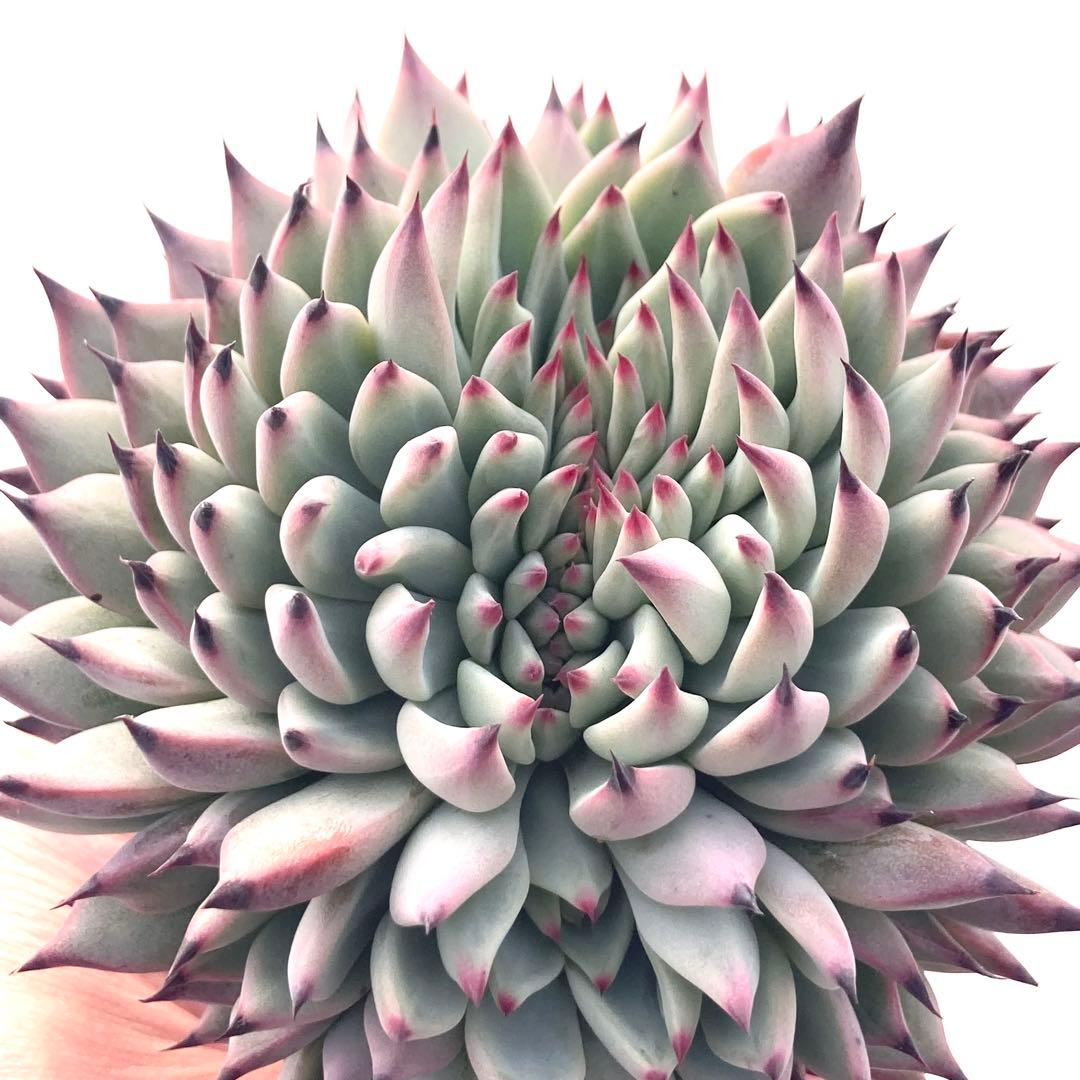 【激レア綴化苗】ミックスベリア 紫紺の矢 多肉植物 おらいさん 自家繁殖苗