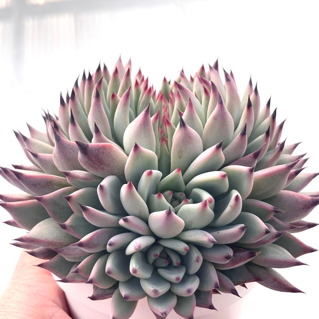 【激レア綴化苗】ミックスベリア 紫紺の矢 多肉植物 おらいさん 自家繁殖苗