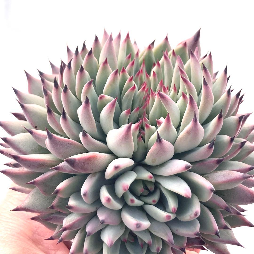 【激レア綴化苗】ミックスベリア 紫紺の矢 多肉植物 おらいさん 自家繁殖苗