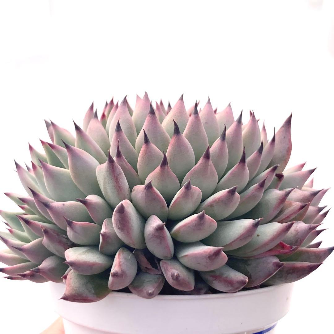 【激レア綴化苗】ミックスベリア 紫紺の矢 多肉植物 おらいさん 自家繁殖苗