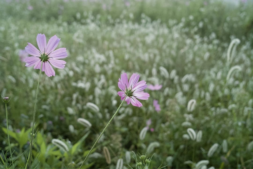 【良品】SIGMA DP2s（Foveonセンサー搭載コンデジ）作例あり