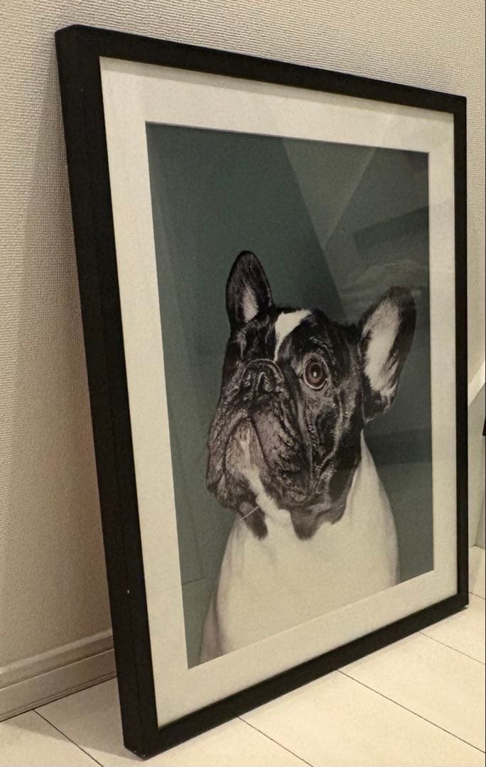 パグ アートフォト「What's up？」デンマーク　レア