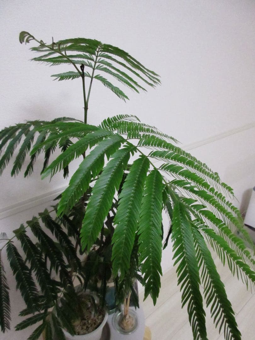 Canon ixy630 ピンク