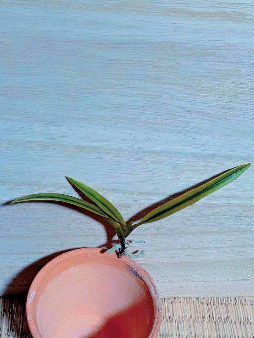 user_2da5cac7様 リクエスト 3点 まとめ商品