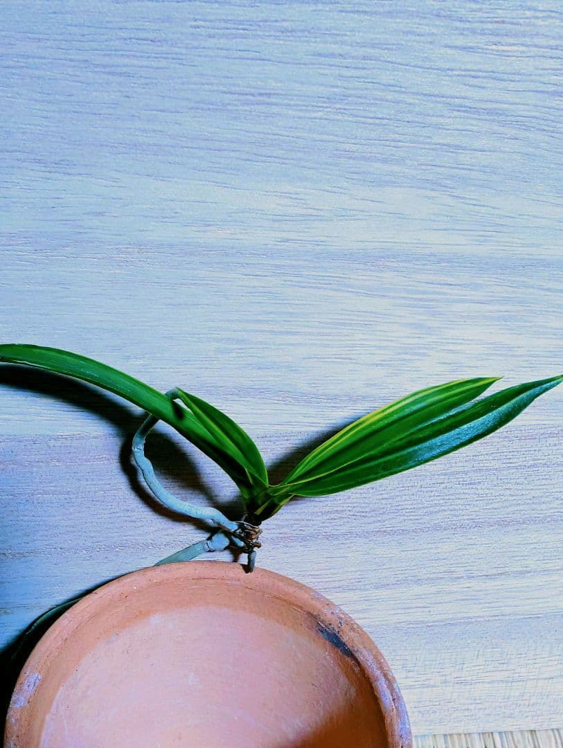 user_2da5cac7様 リクエスト 3点 まとめ商品