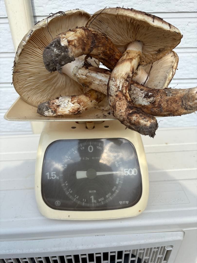 岩手県　岩泉産　松茸　約490g