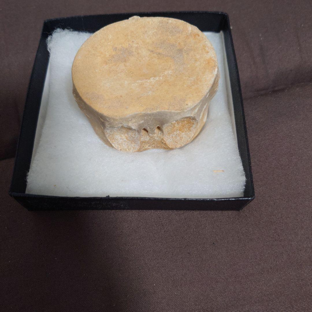 プレシオサウルスの椎骨の化石