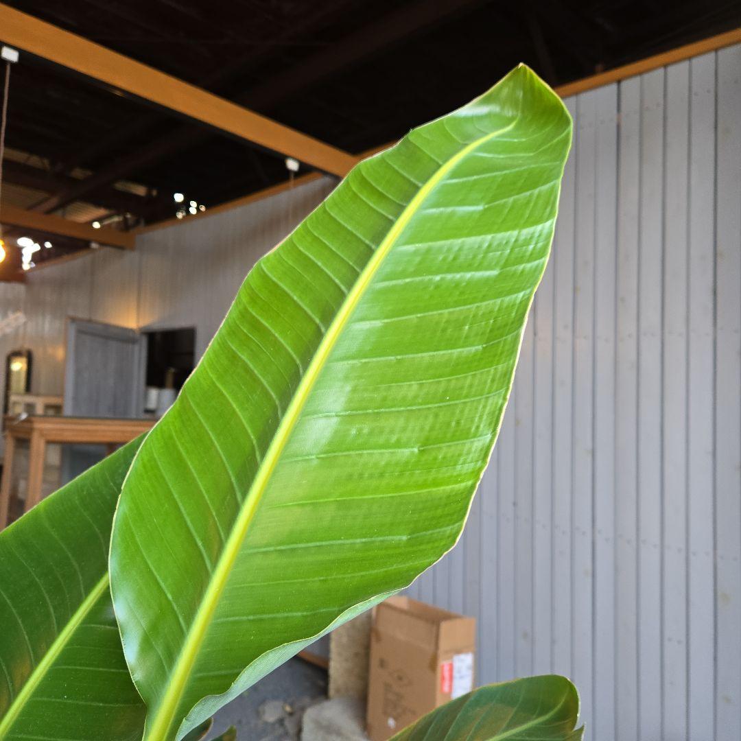 ②　ストレリチアオーガスタ　10号　特大苗木最高等級極上品‼️