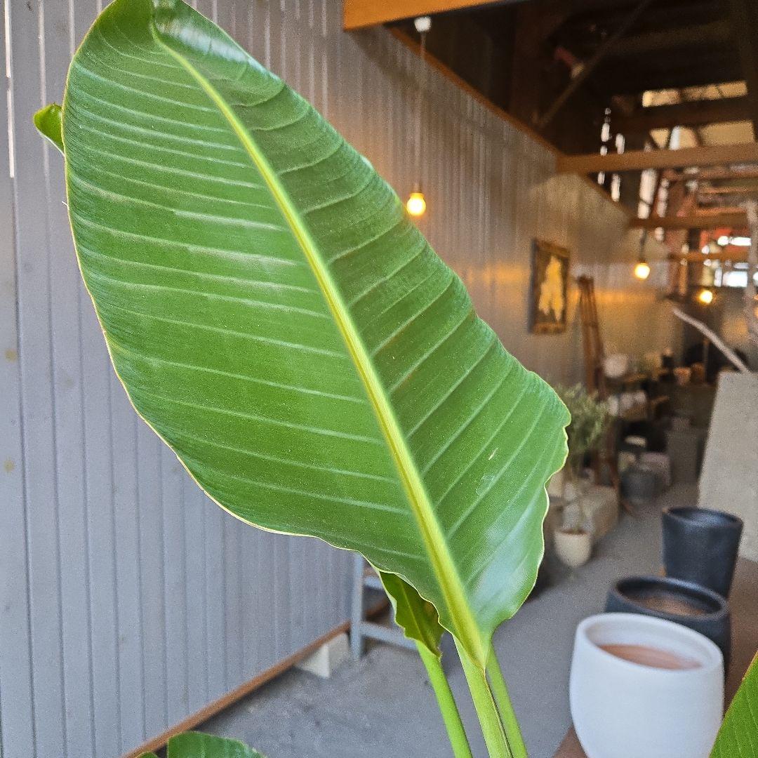 ②　ストレリチアオーガスタ　10号　特大苗木最高等級極上品‼️