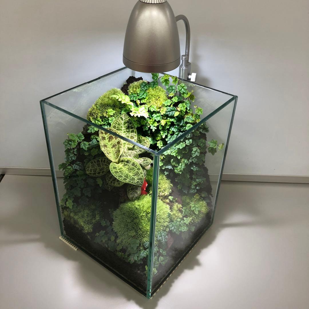 パルダリウム水槽セット/完成品/テラリウム/苔リウム/苔テラリウム