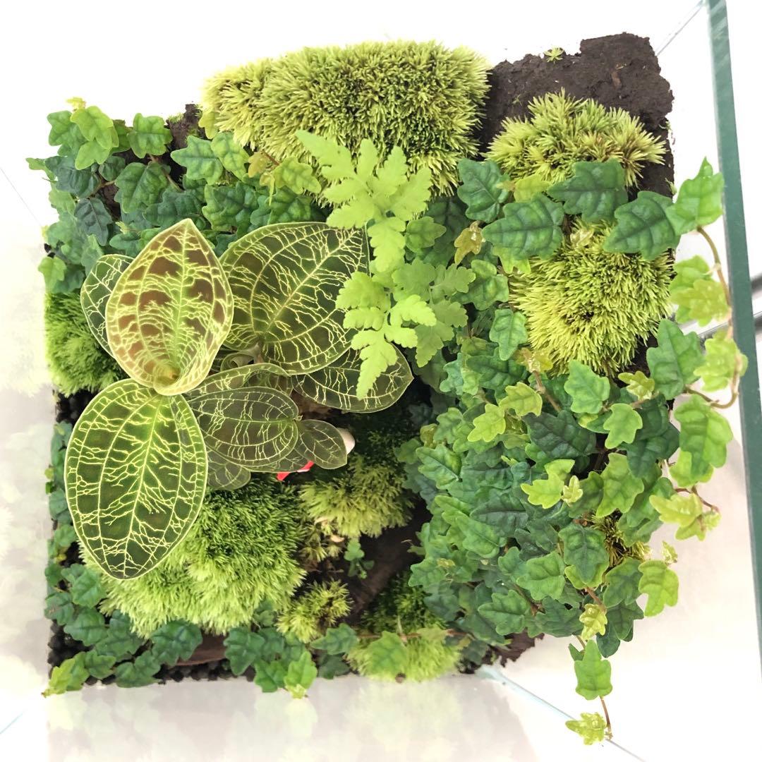 パルダリウム水槽セット/完成品/テラリウム/苔リウム/苔テラリウム