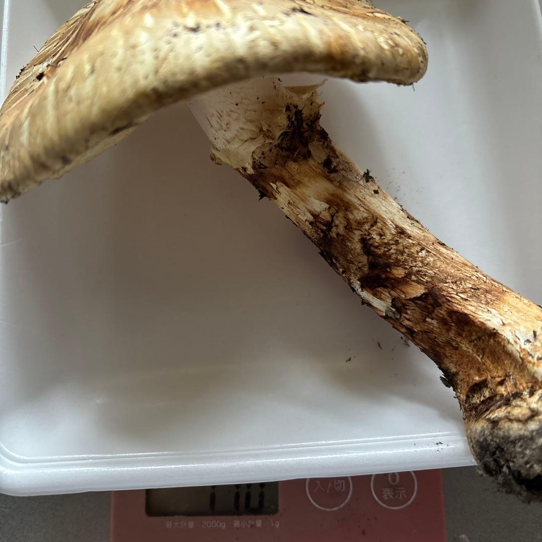 岩手県　宮古産　　天然松茸