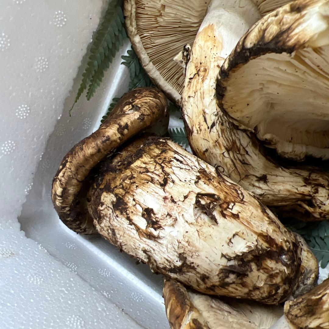 超新鮮中国産松茸 6本入り 約1キロ入り 良い香り！ひらき！