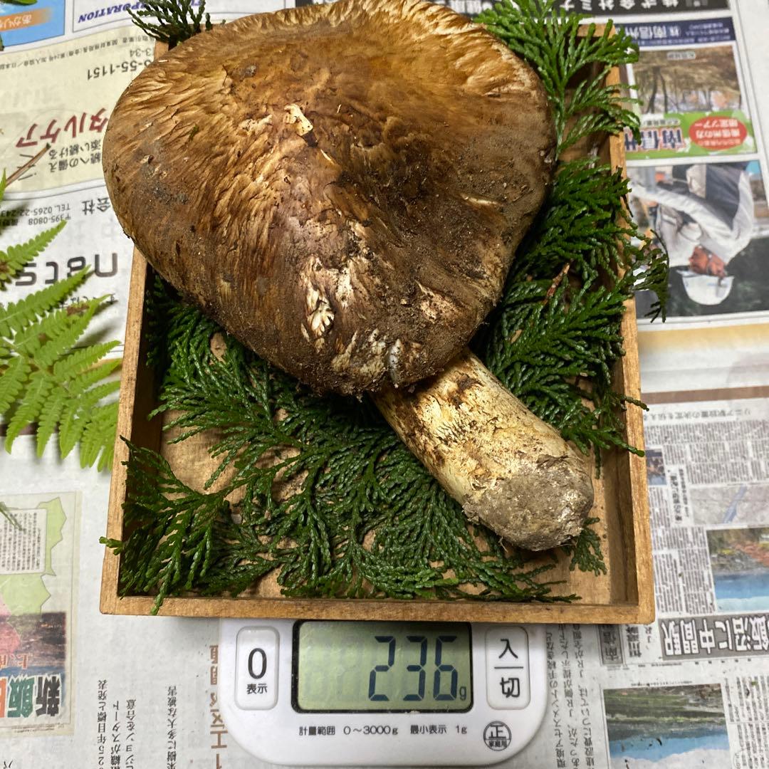 南信州 豊丘産松茸 特大開き236ｇクロカワおまけ付