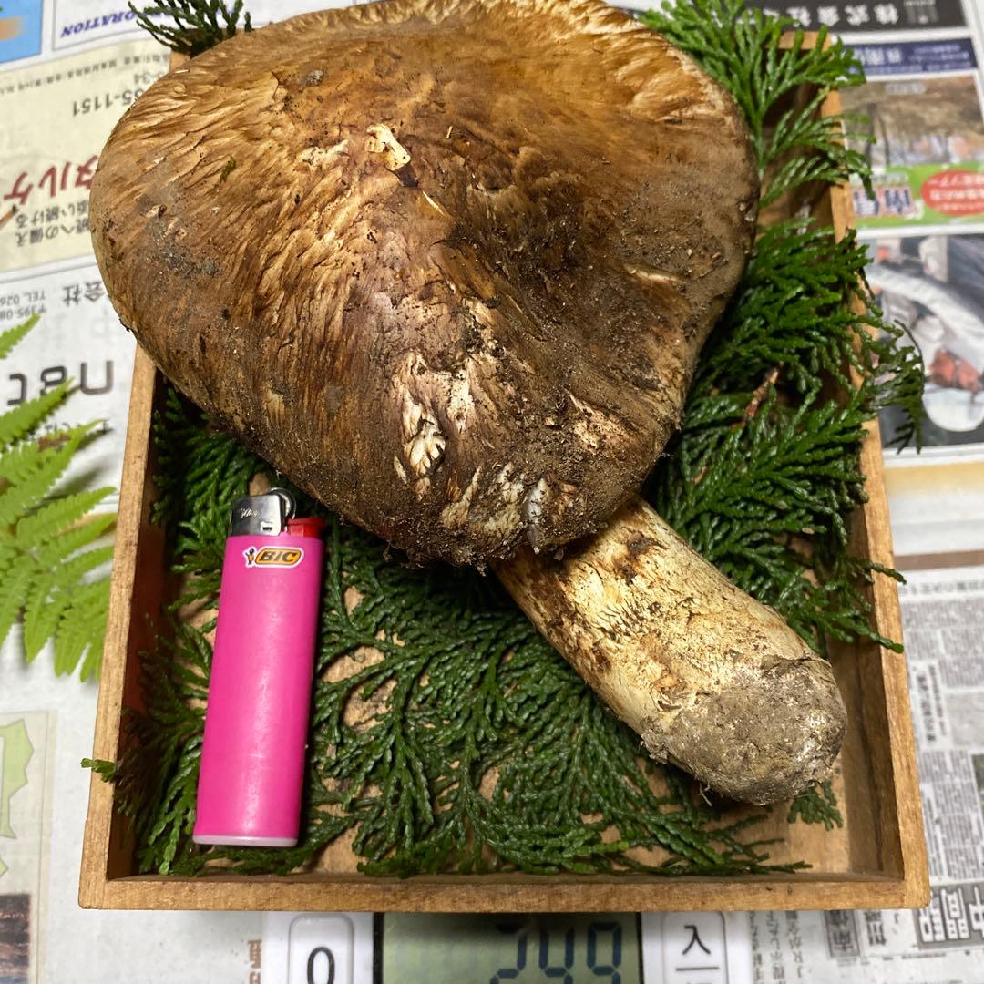 南信州 豊丘産松茸 特大開き236ｇクロカワおまけ付