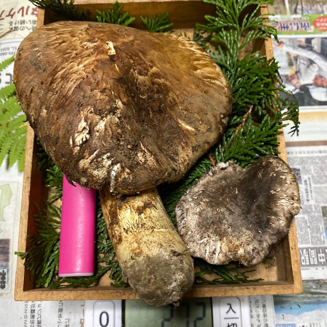 南信州 豊丘産松茸 特大開き236ｇクロカワおまけ付