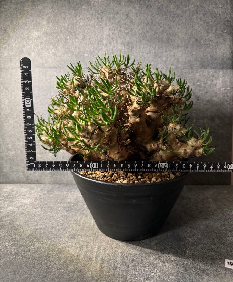 チレコドン　レティキュラータス　万物想　現地球　発根済み　大株　現16