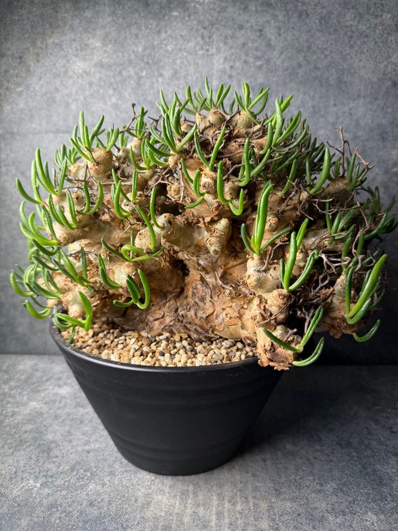 チレコドン　レティキュラータス　万物想　現地球　発根済み　大株　現16