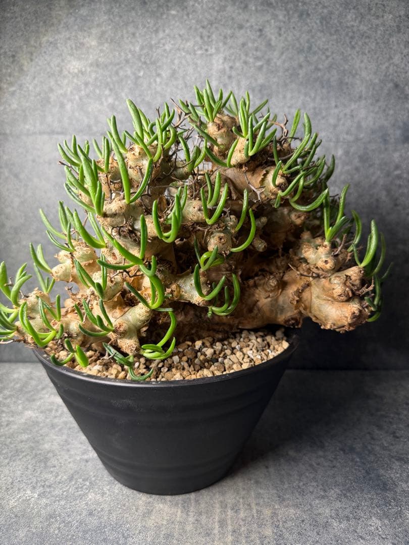 チレコドン　レティキュラータス　万物想　現地球　発根済み　大株　現16