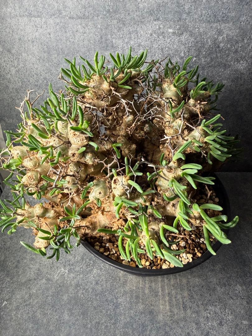 チレコドン　レティキュラータス　万物想　現地球　発根済み　大株　現16