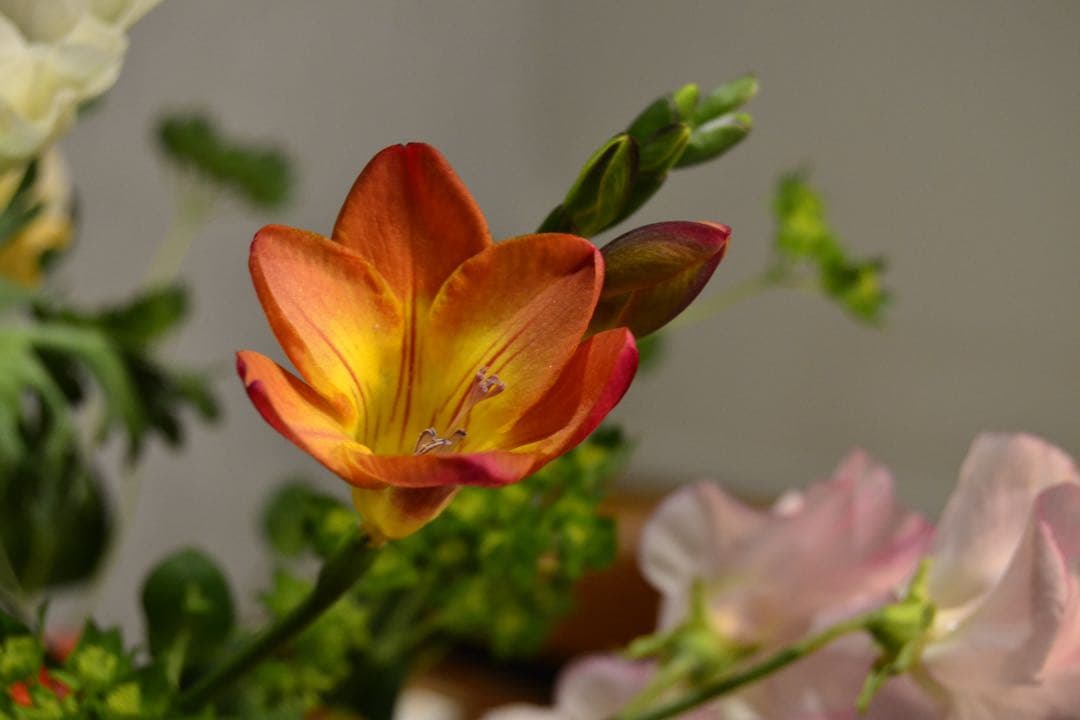 Nikon D3100 デジタル一眼　af-s 18-55 GⅡレンズ付　動作品