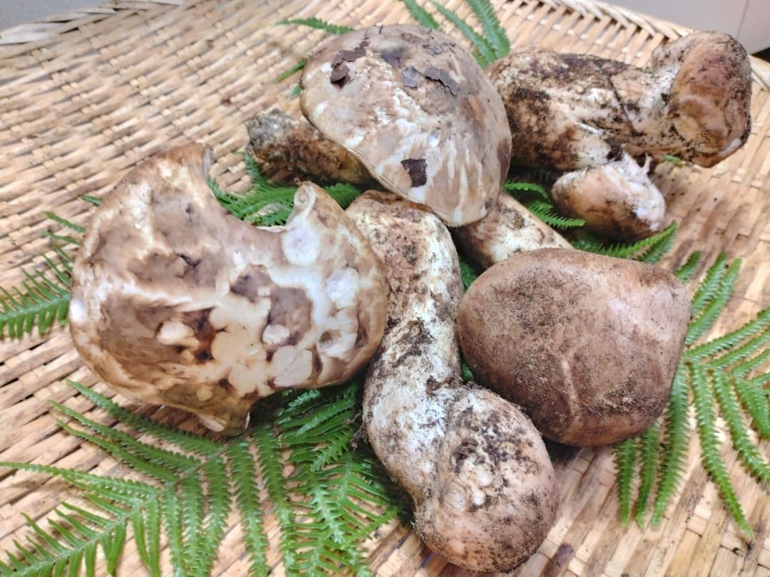 ま　天然きのこ　マツタケ　松茸　約500g　きのこ