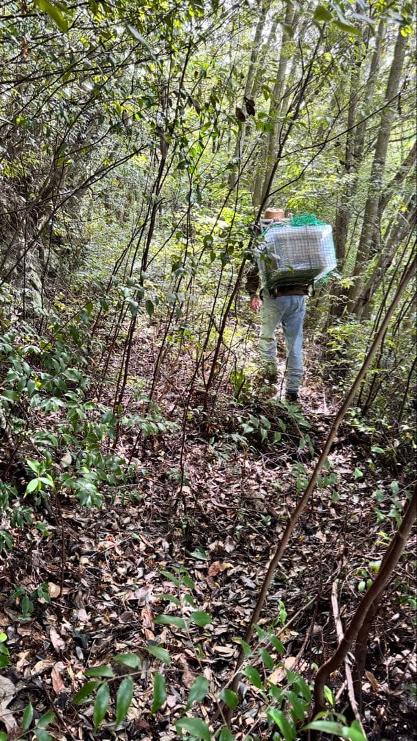 高知県産　百花蜜　生はちみつ　無添加　非加熱　日本蜜蜂　純粋蜂蜜