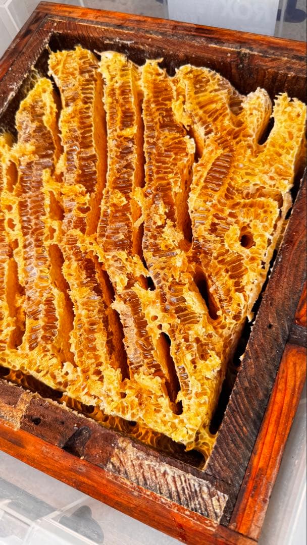 高知県産　百花蜜　生はちみつ　無添加　非加熱　日本蜜蜂　純粋蜂蜜