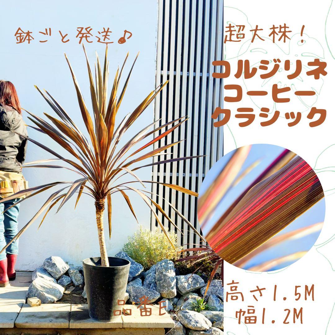 超大株！コルジリネ コーヒークラシック1.5M(鉢底から)期間限定セール☆品番E