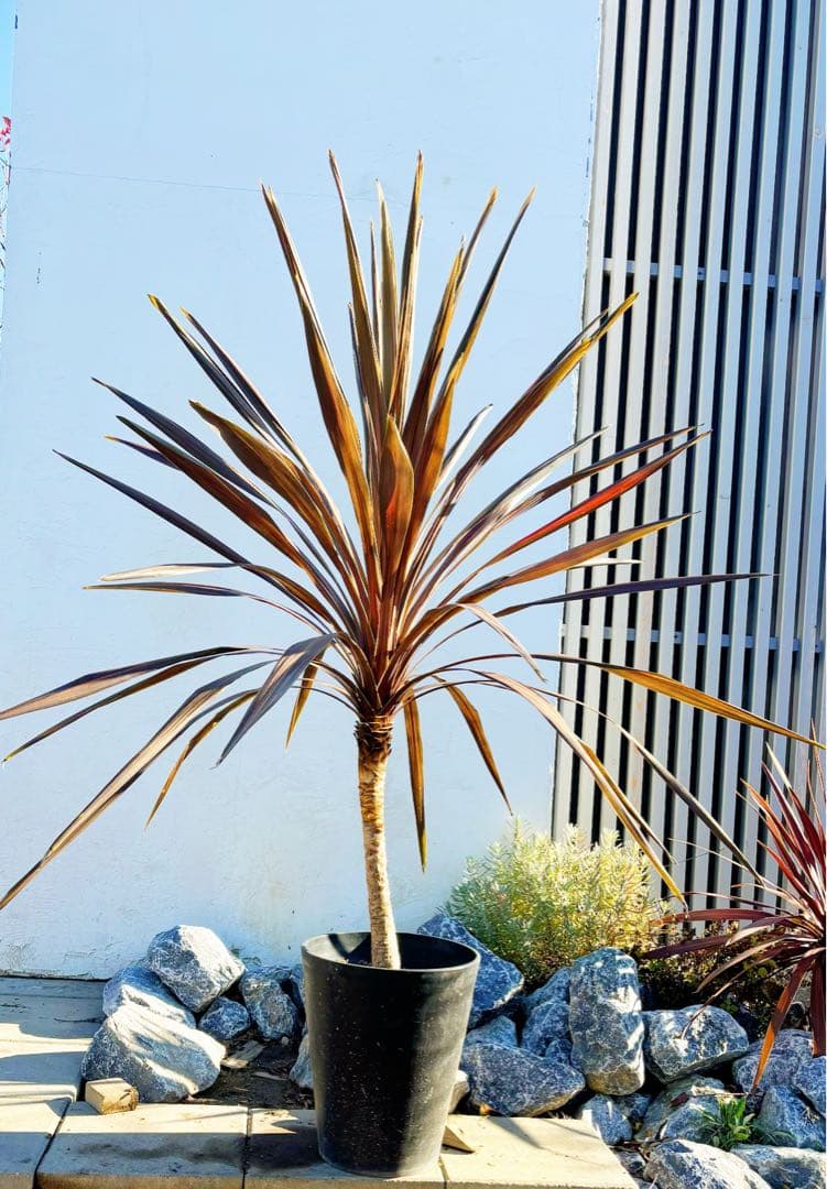 超大株！コルジリネ コーヒークラシック1.5M(鉢底から)期間限定セール☆品番E