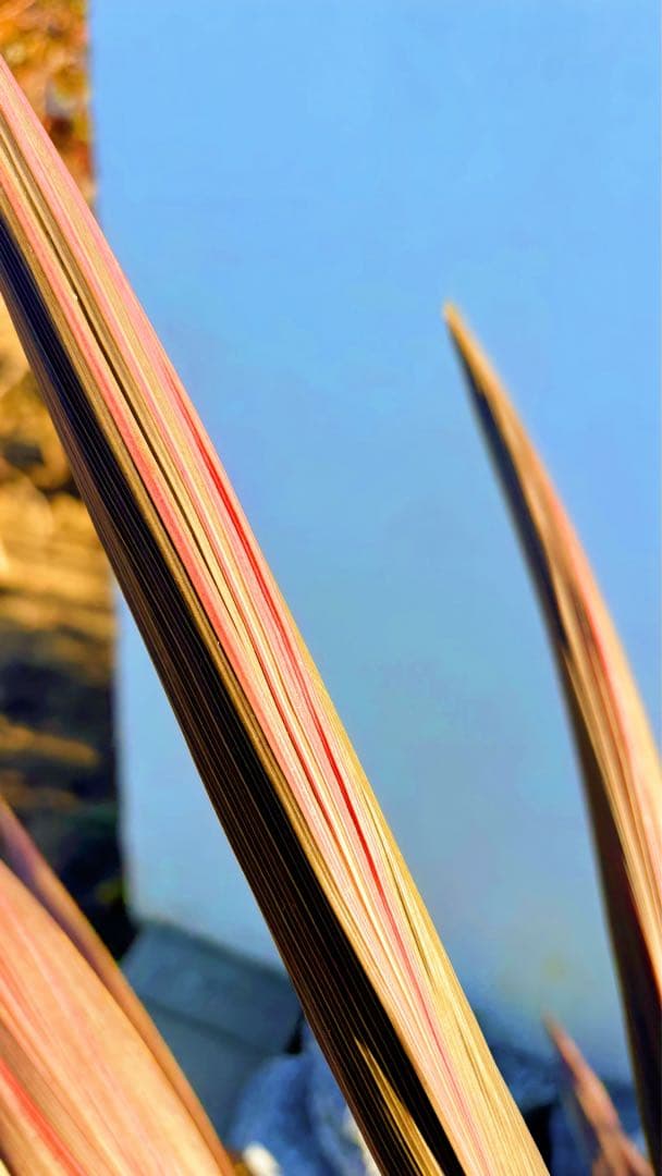 超大株！コルジリネ コーヒークラシック1.5M(鉢底から)期間限定セール☆品番E