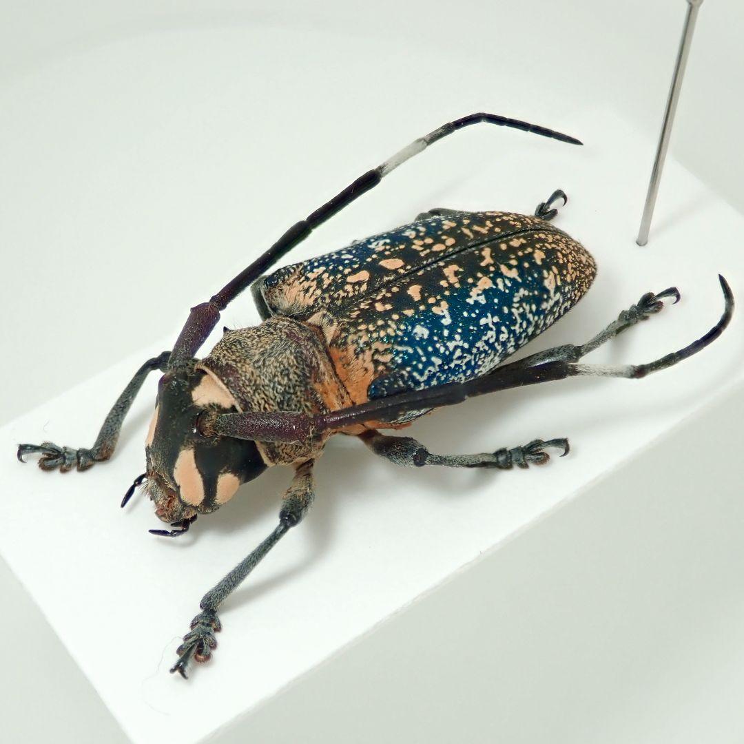 カリマンタン島の美麗カミキリ