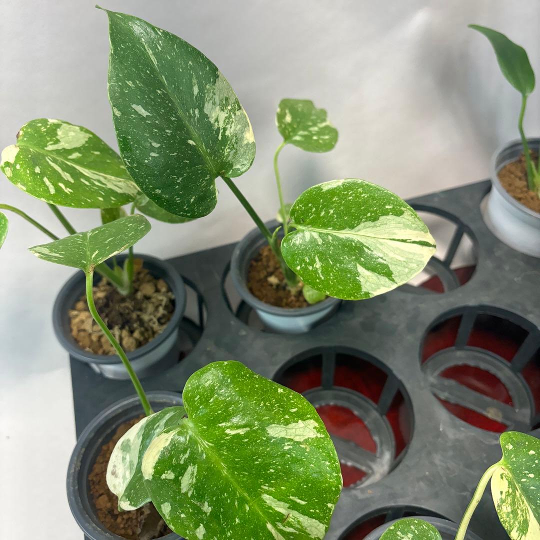 s*s様 a17モンステラ・タイコンステレーション5株➕バールマルクスフレーム3